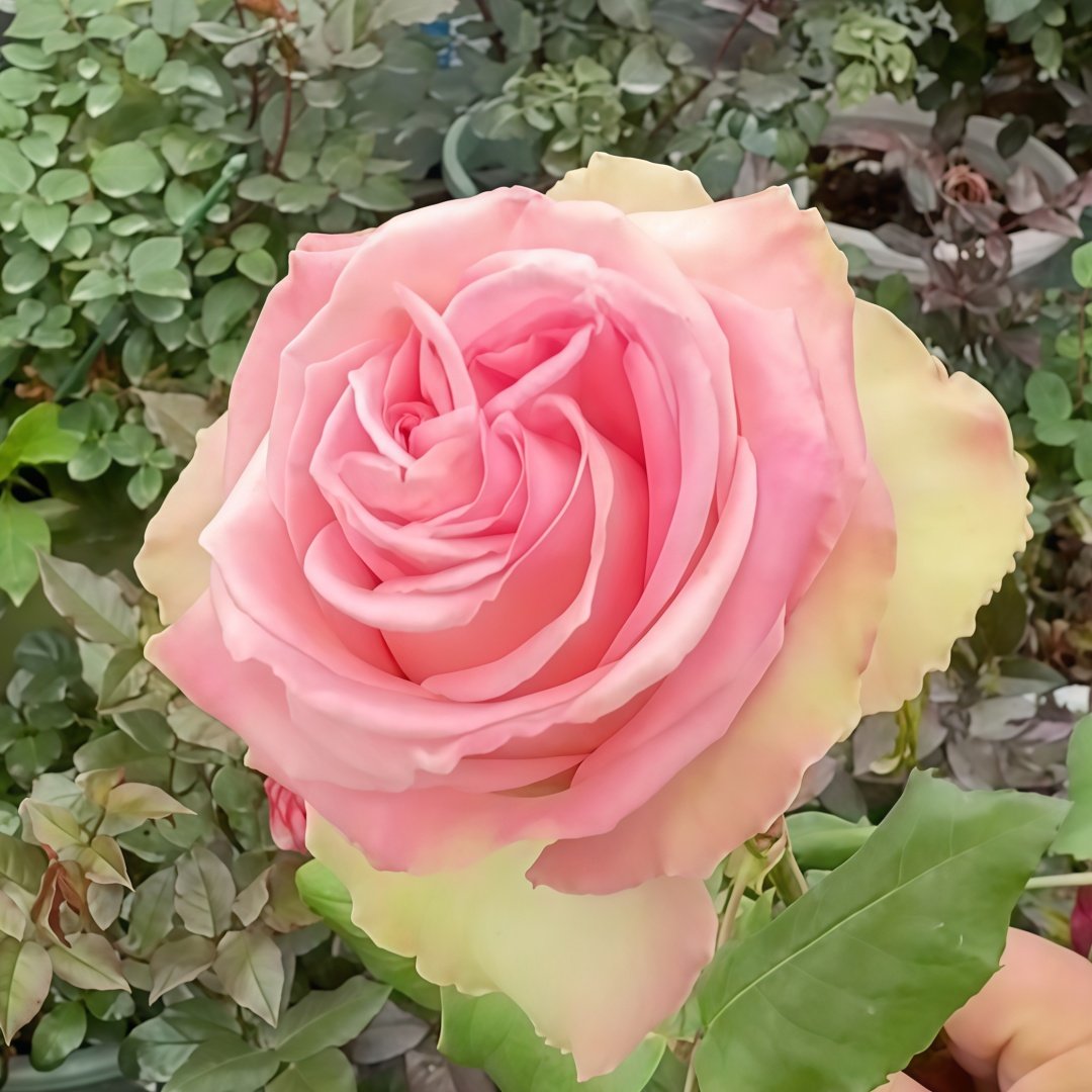 Sweet Elegance Rose Plant|甜蜜高雅 image 5