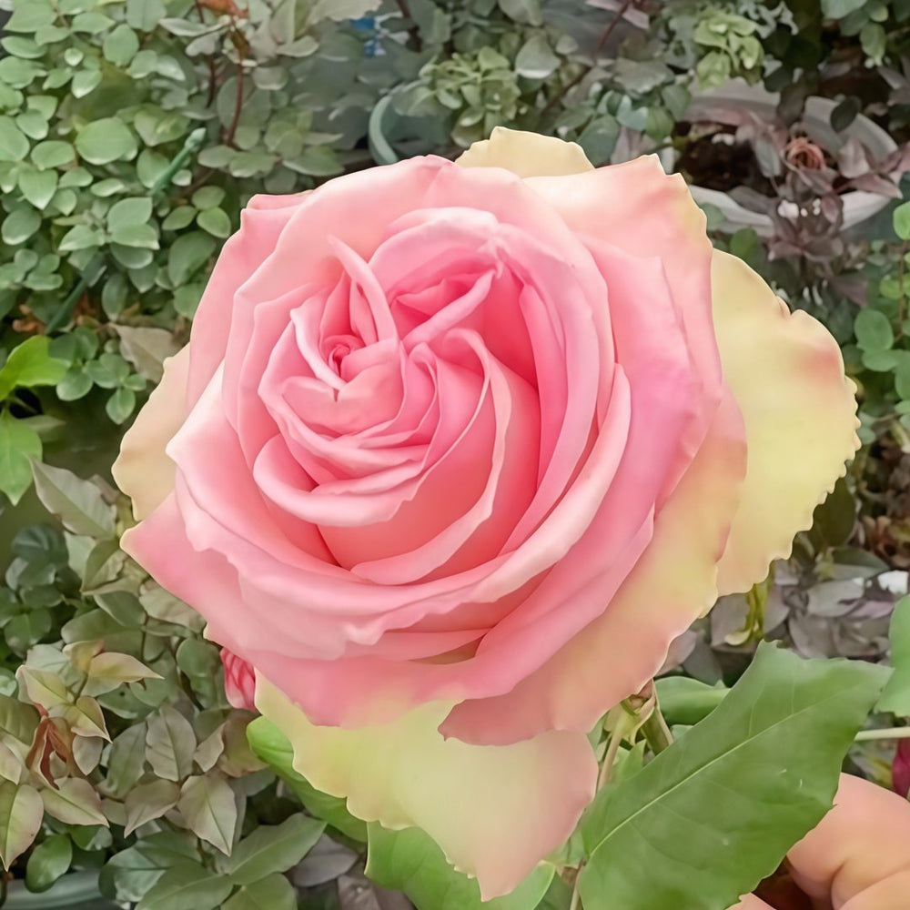 Sweet Elegance Rose Plant|甜蜜高雅 image 5