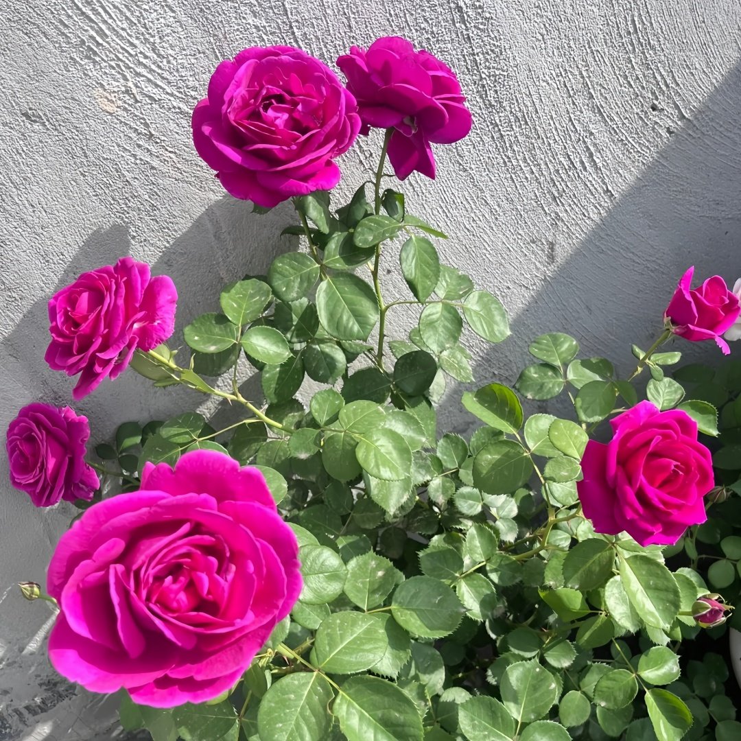 Fur Elise Rose Plant｜致爱丽丝 image 8