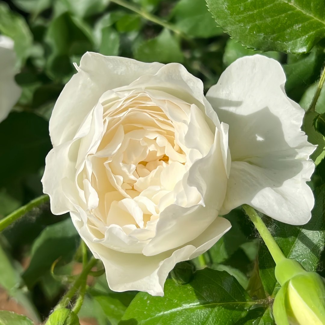 Shizuku Rose Plant|心之水滴 image 2