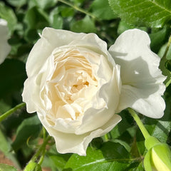 Shizuku Rose Plant|心之水滴 image 2
