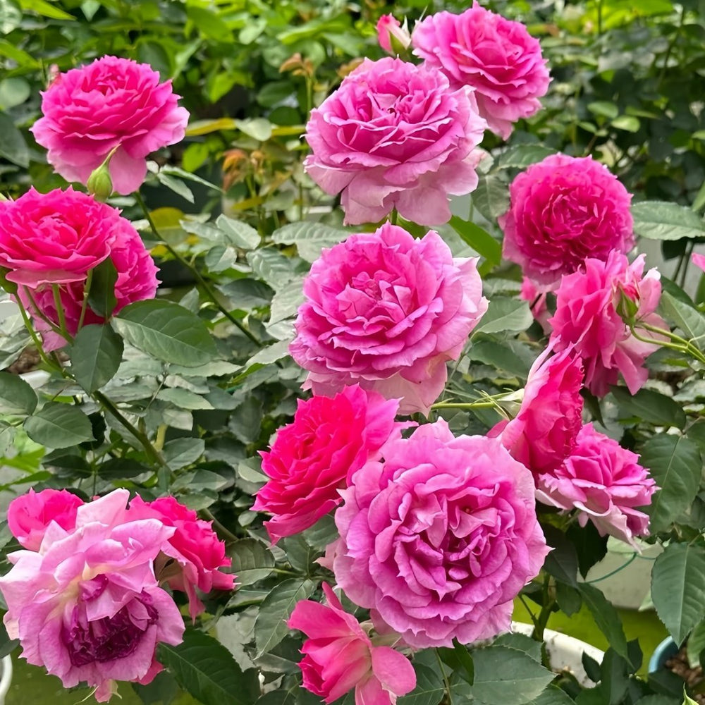 Sheherazade Rose Plant| 天方夜谭 image 7