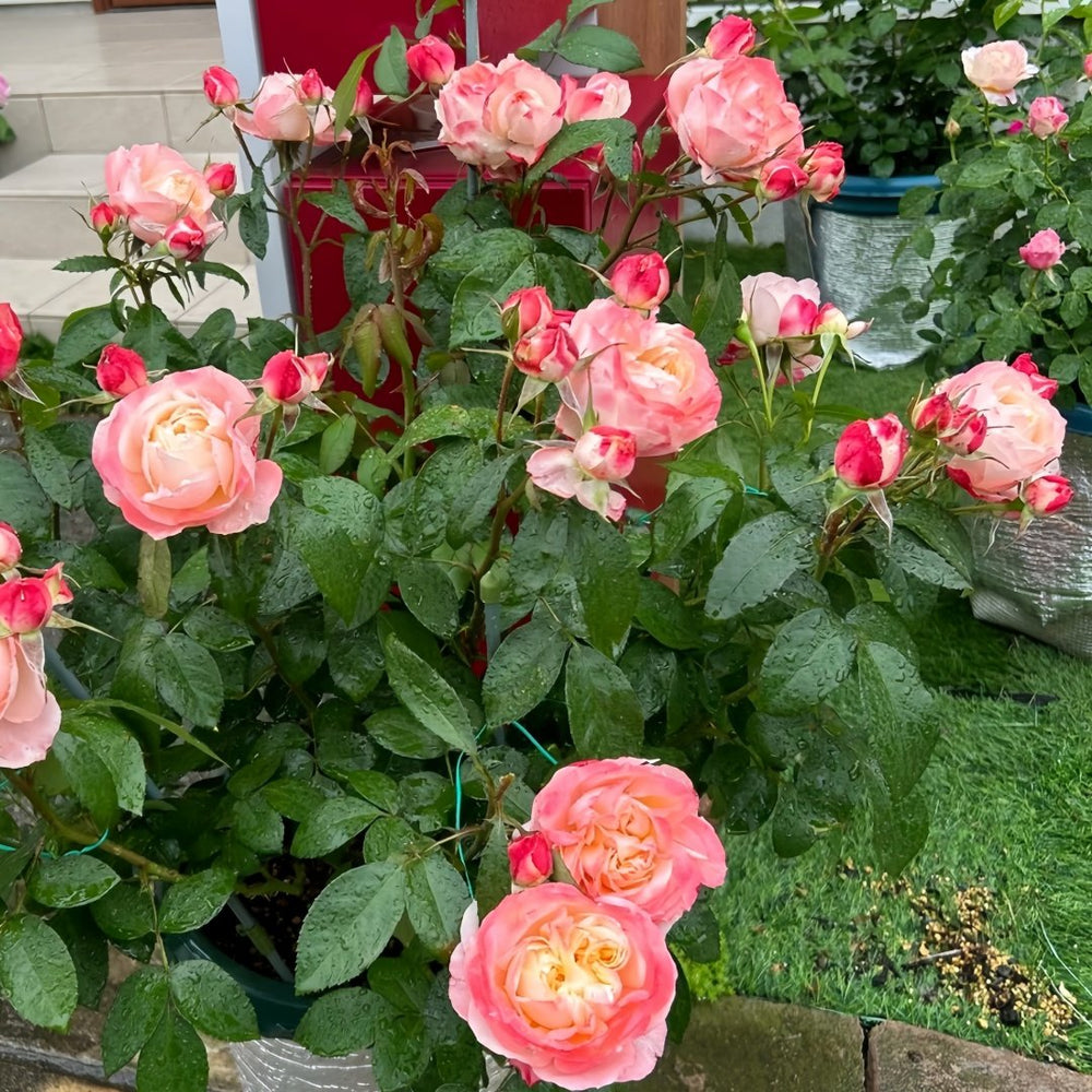 Chance Pom Rose | 苹果运气 image 7