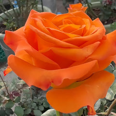 Nexus Rose Plant｜关系 image 2
