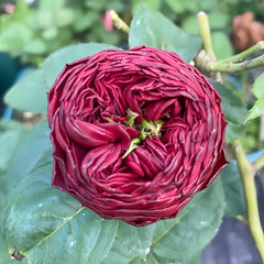 Grand Jubilee Rose Plant｜盛大庆典 image 2