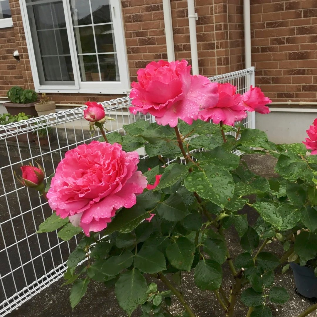 Yves Piaget Rose Plant|伊芙伯爵 image 5