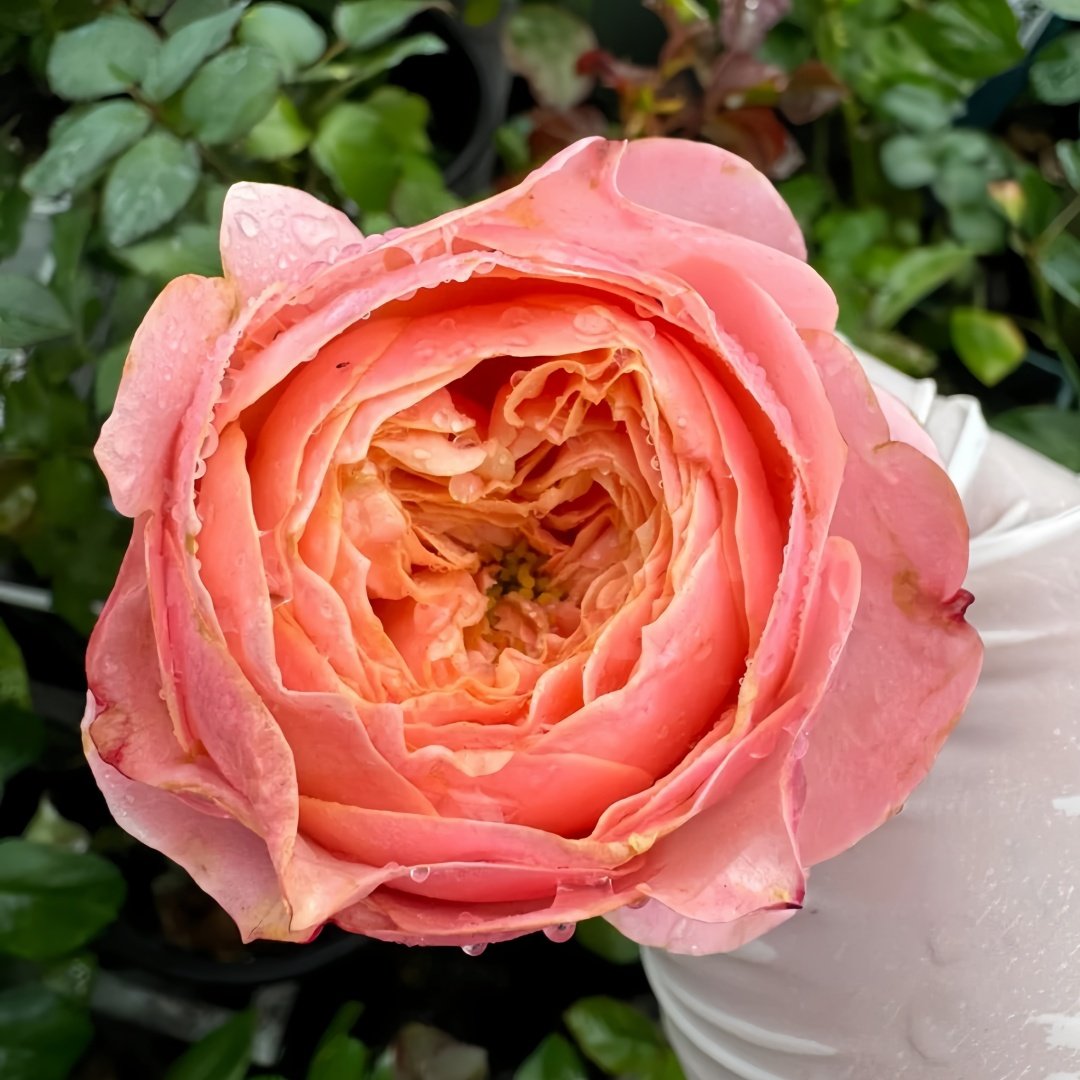 Sweet Harper Rose Plant | 甜蜜哈珀 image 1