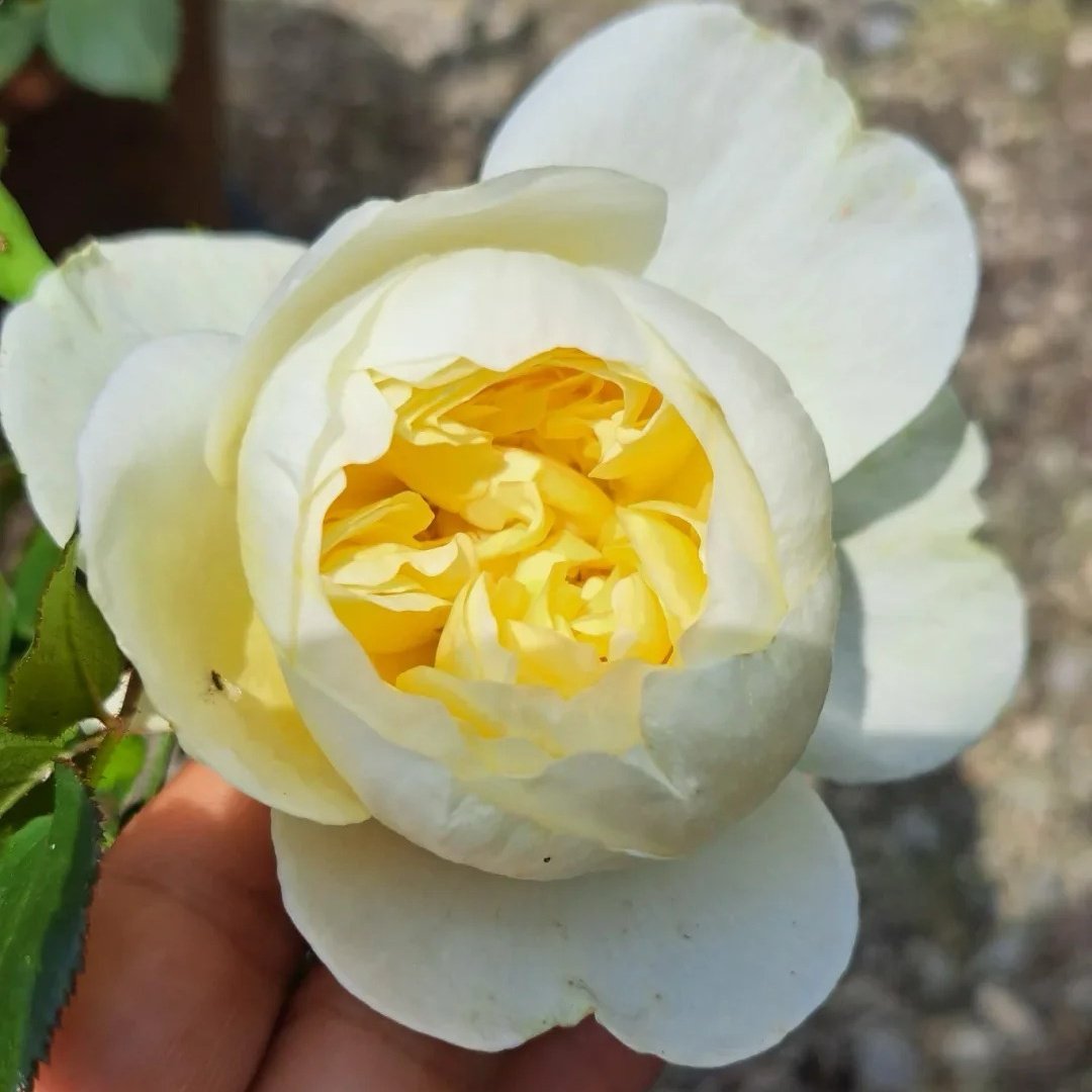 Charles Darwin Rose Plant | 查尔斯达尔文 image 5