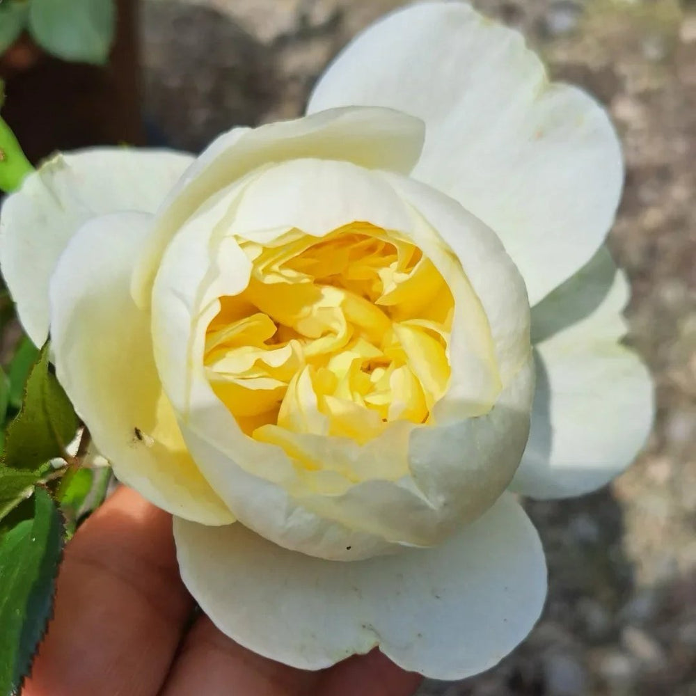 Charles Darwin Rose Plant | 查尔斯达尔文 image 5