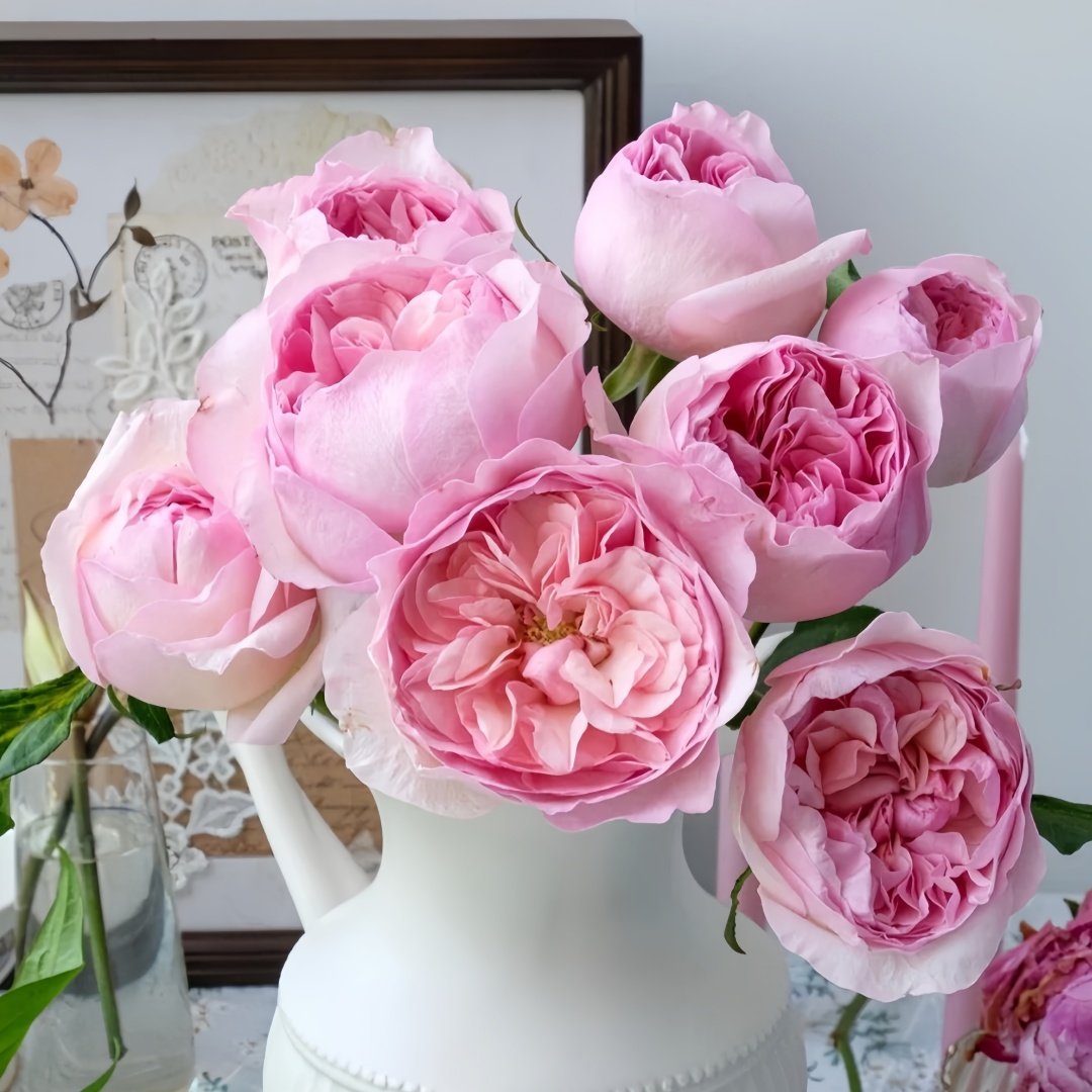 Pink Fragrance Rose Plant|五号香水/粉色香水 image 6