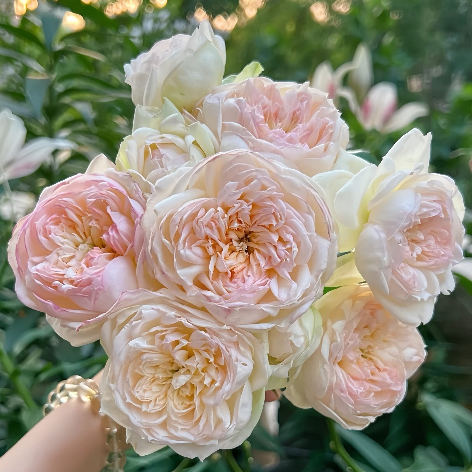 The Scientist Rose Plant|科学家 image 1