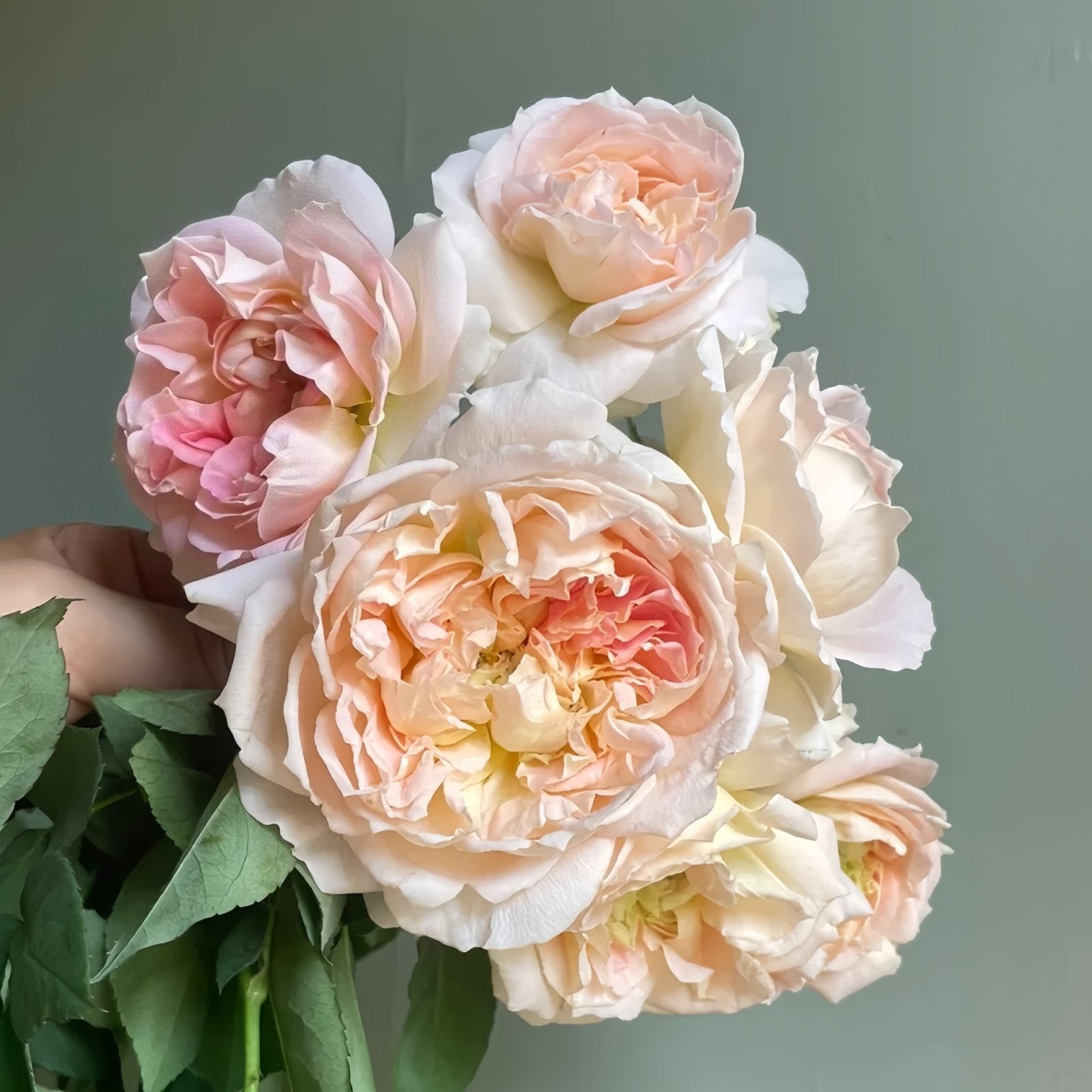 Muyunsi Rose Plant|暮云思 image 7
