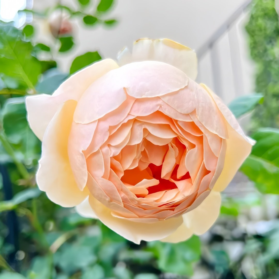 Jude the Obscure Rose Plant｜无名的裘德 image 1