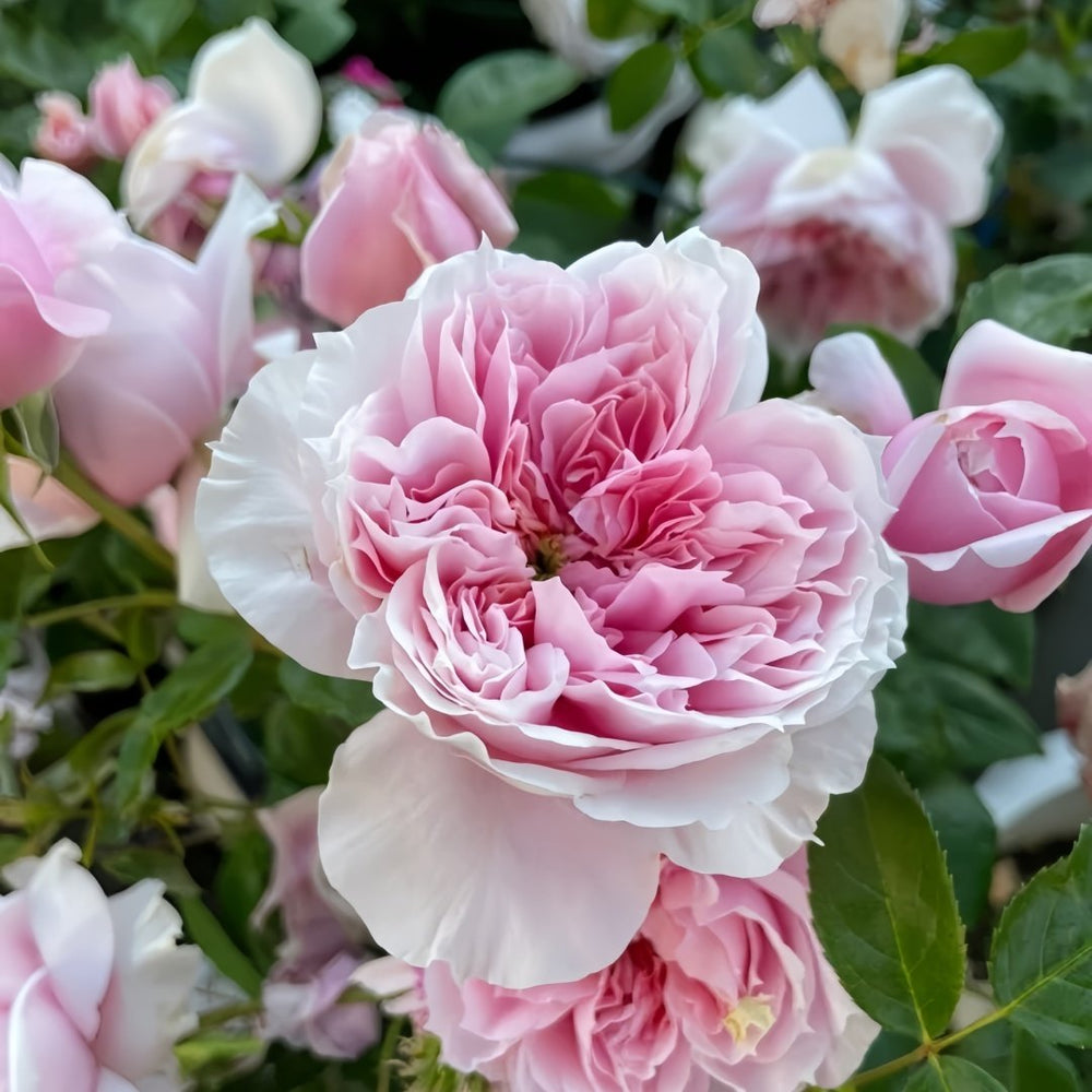 Schöne Maid Rose Plant|美少女 image 2