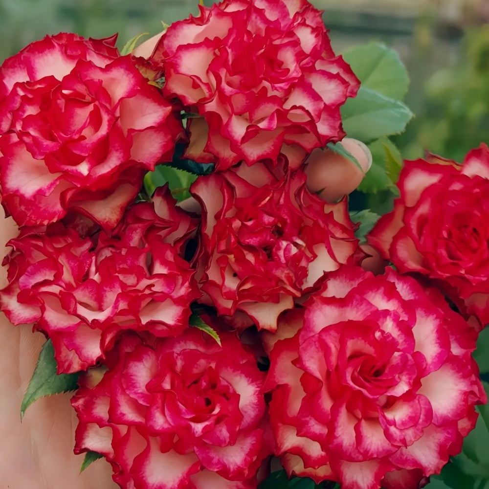 Absurda Rose Plant｜阿巴苏达/荒谬 image 8