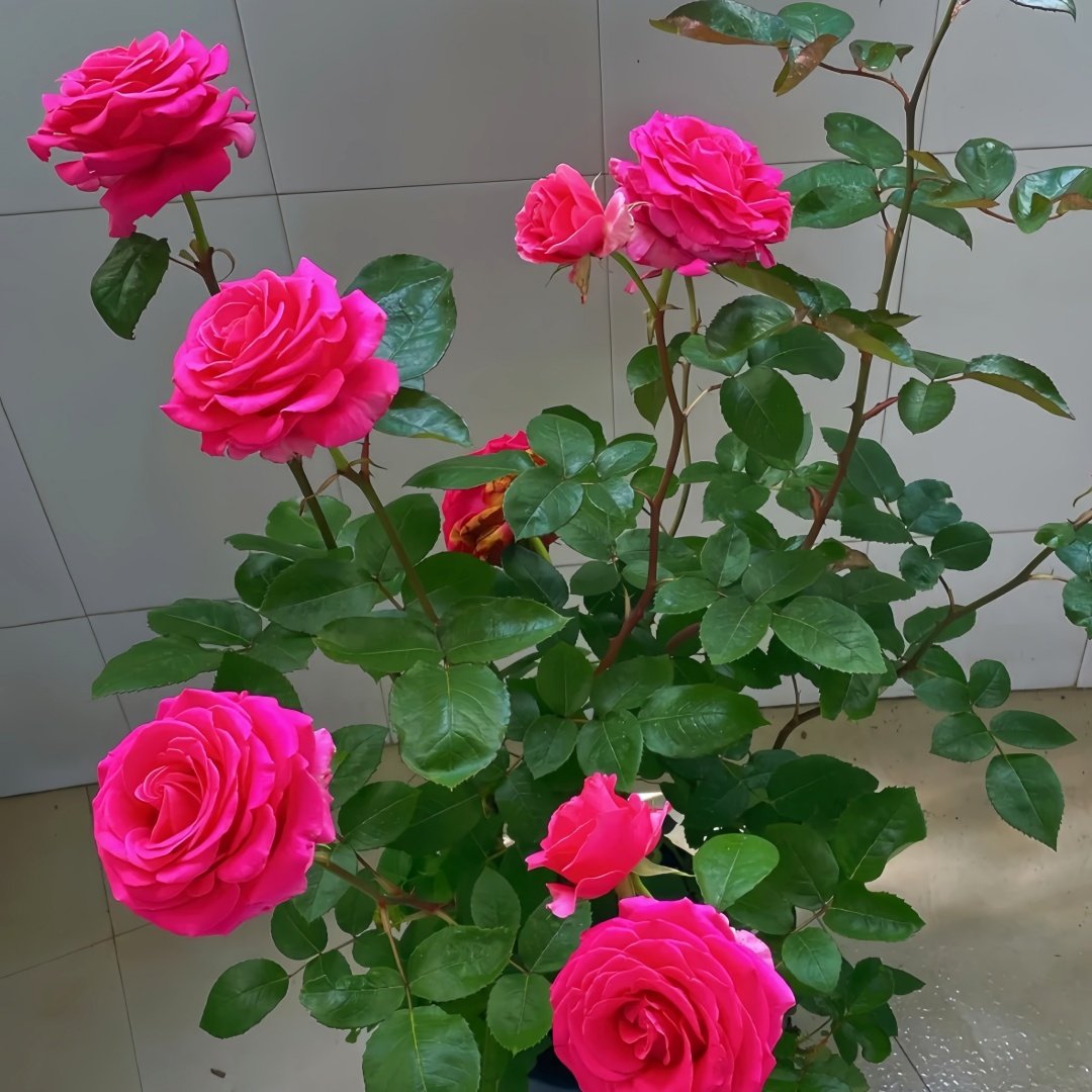 Pink Floyd Rose Plant｜弗洛伊德 image 8