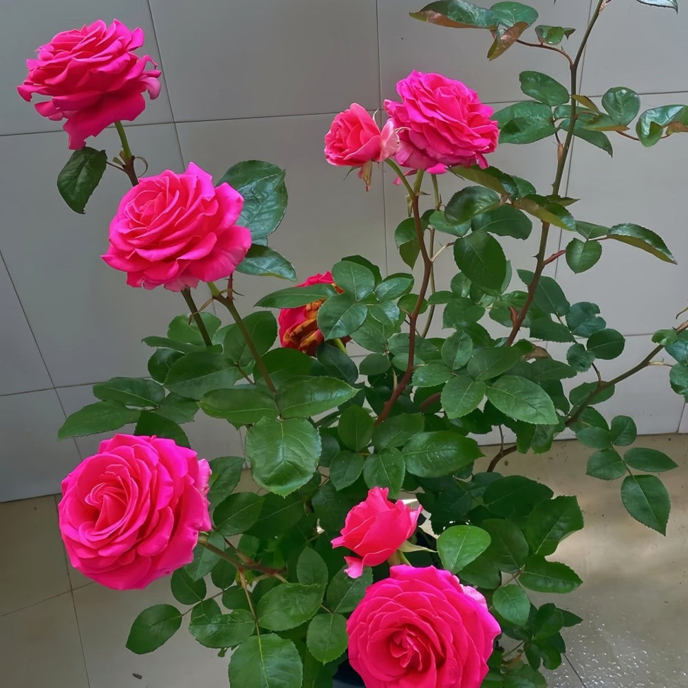Pink Floyd Rose Plant｜弗洛伊德 image 8