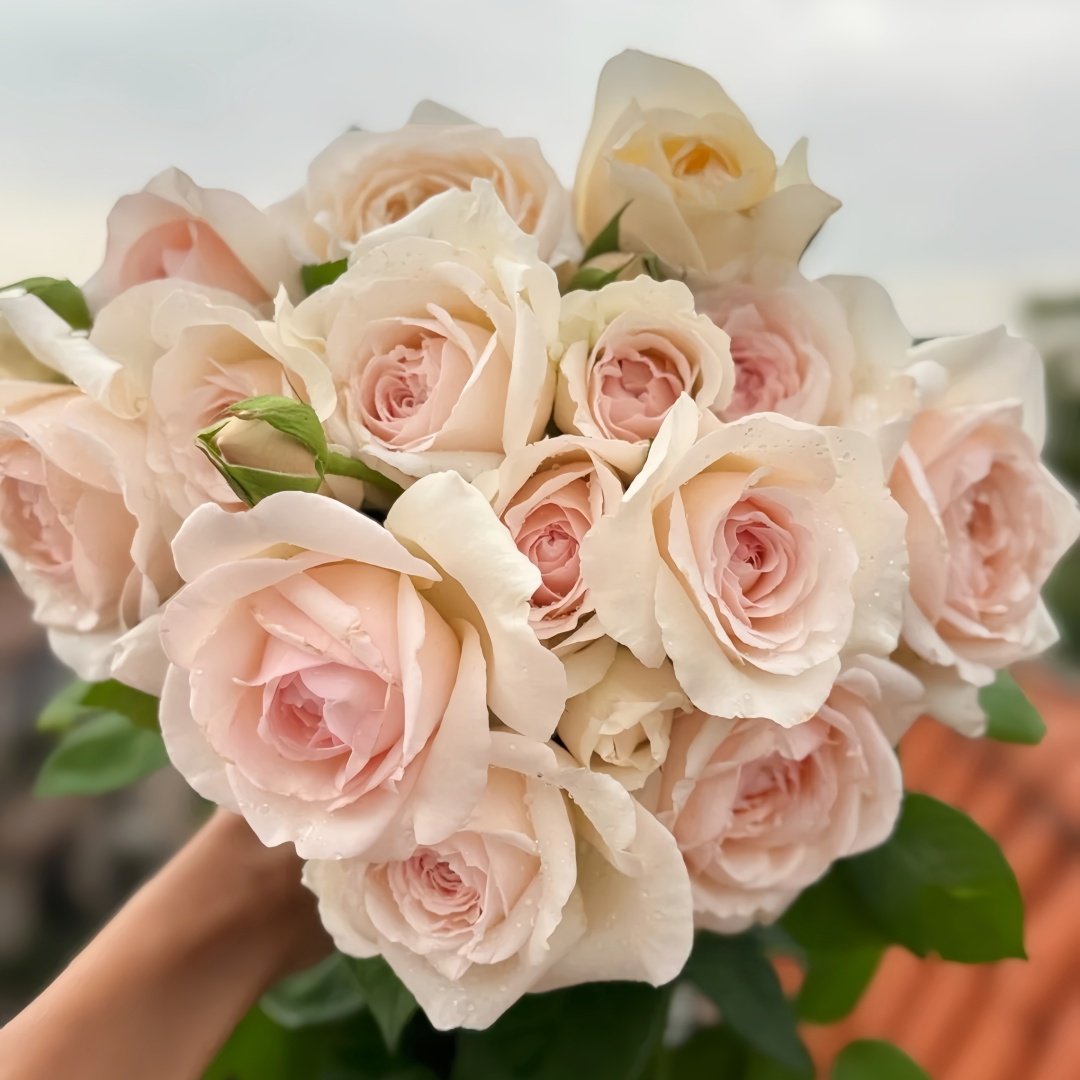 Mona Lisa Rose Plant | 蒙娜丽莎 image 2