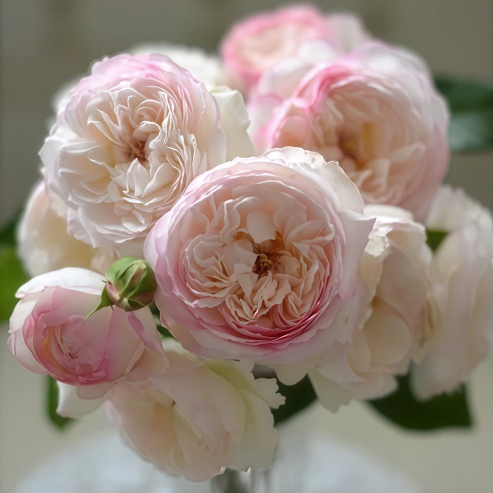 Savon Rose Plant|肥皂 image 1