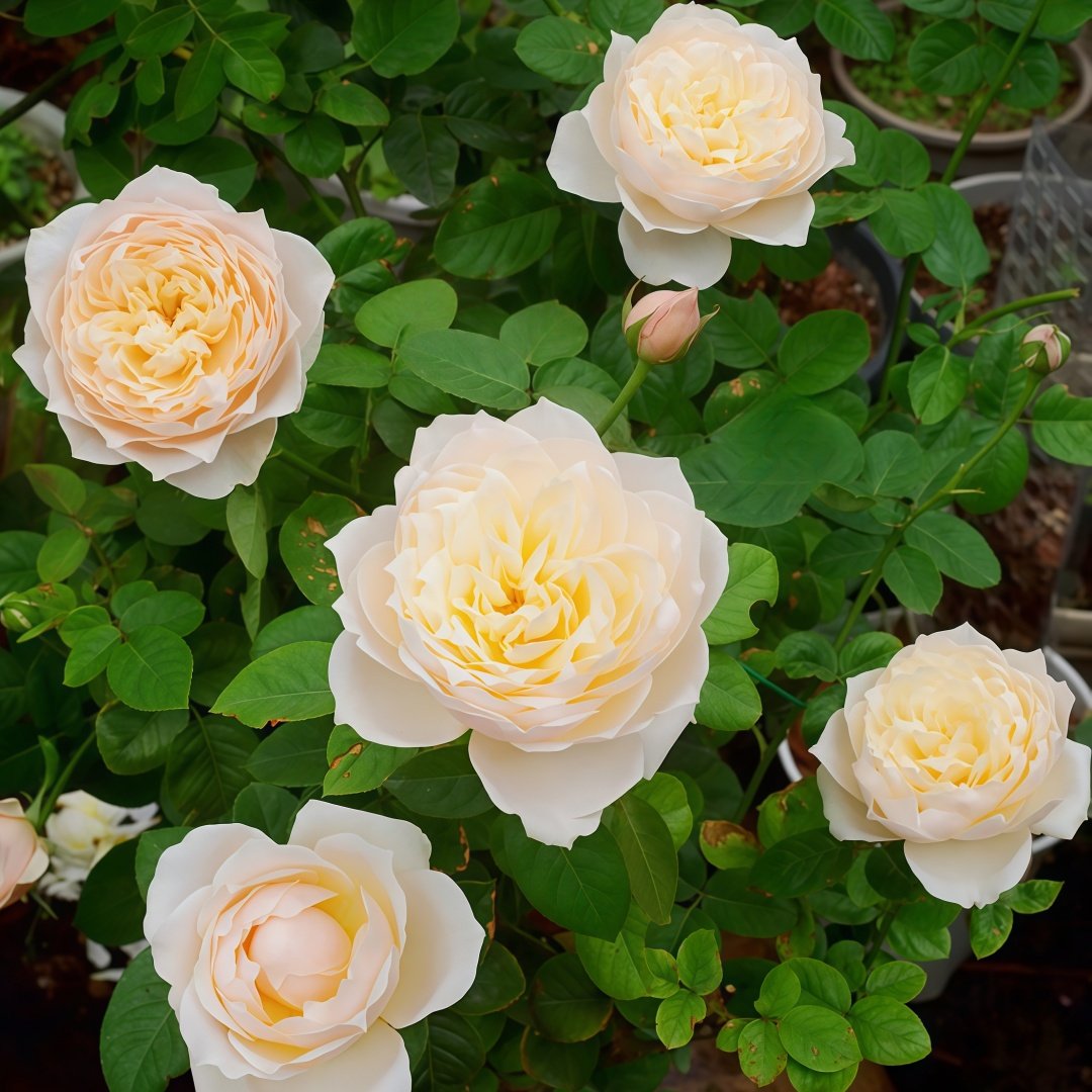 Totoro Rose Plant｜龙猫 image 7