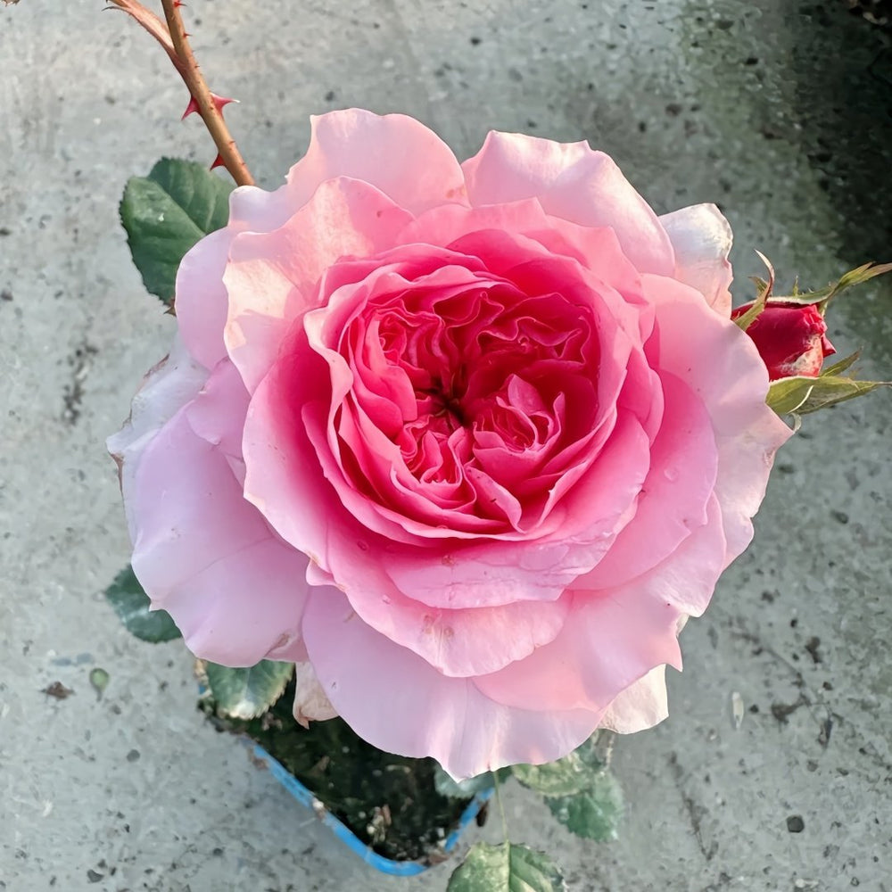 Millicent Rose Plant|米利森特 image 1