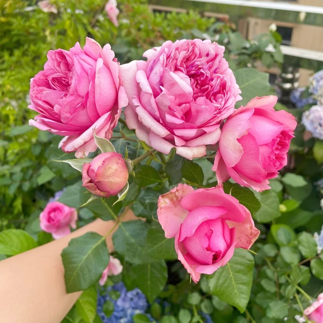 Pompadour Rose Plant｜庞巴度 image 3
