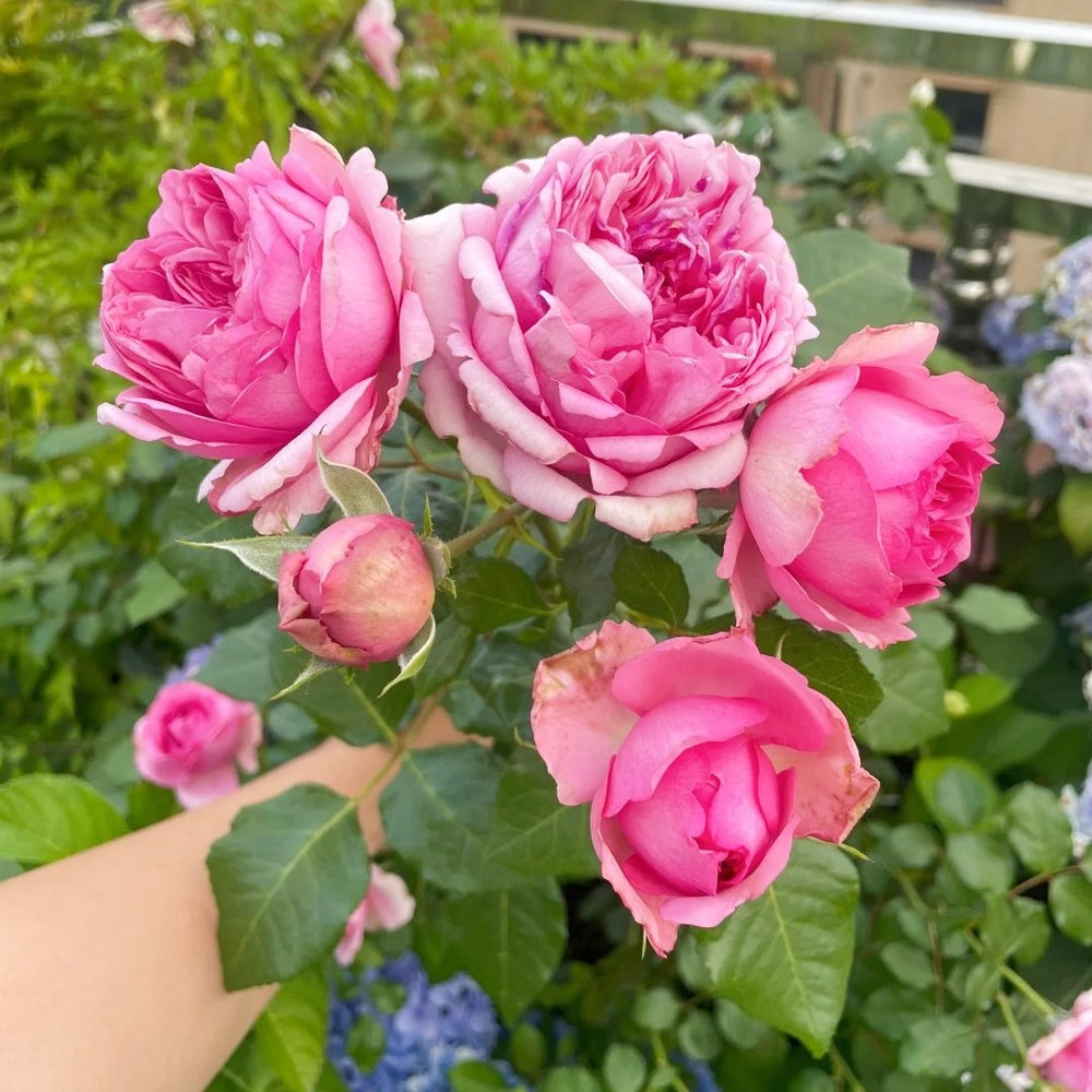 Pompadour Rose Plant｜庞巴度 image 3
