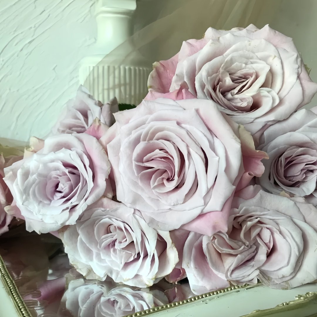 Faith Rose Plant｜信仰 image 4