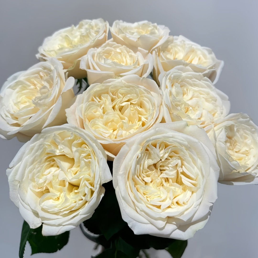 Priscilla Rose Plant|普利希拉 image 7