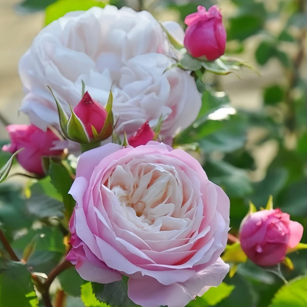 Pirouette Rose Plant|旋转芭蕾 image 5