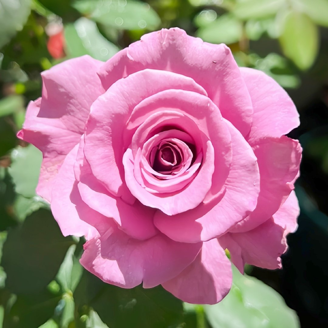 Angel Face Rose Plant|天使面容 image 3
