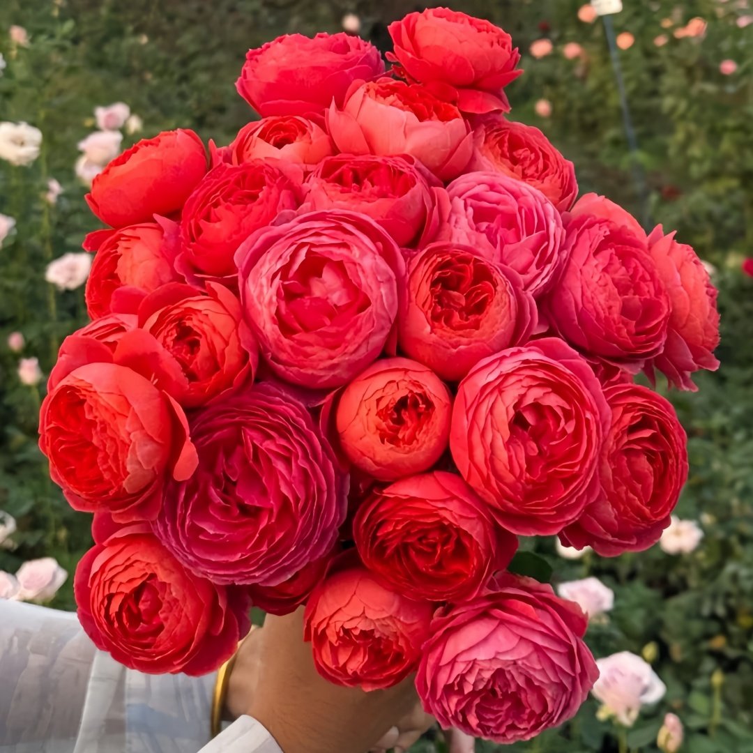Cinnabar Bowl Rose Plant|朱砂碗 image 0