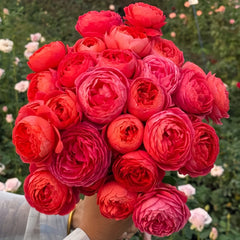 Cinnabar Bowl Rose Plant|朱砂碗 image 0