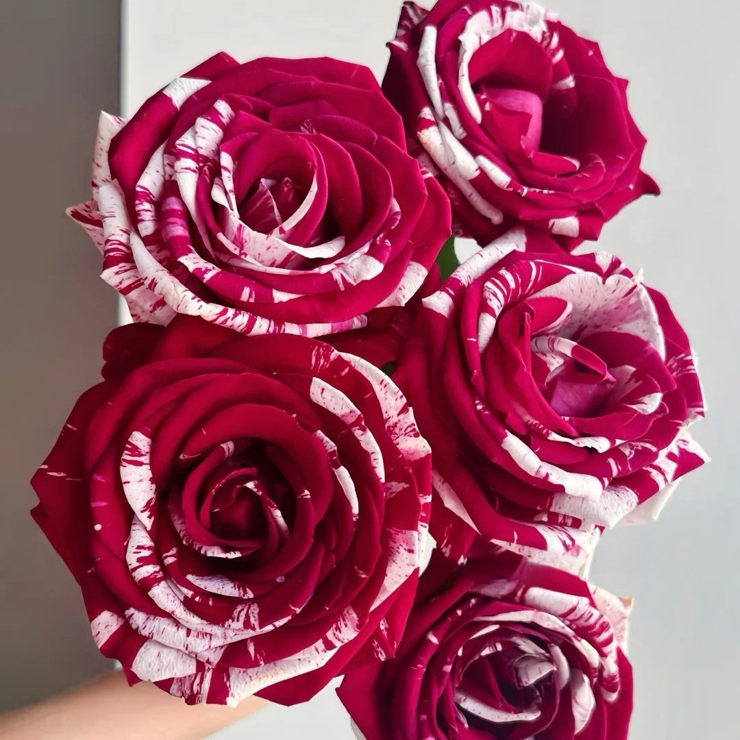 Aquarius Rose Plant | 水瓶座 image 2