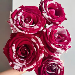 Aquarius Rose Plant | 水瓶座 image 2