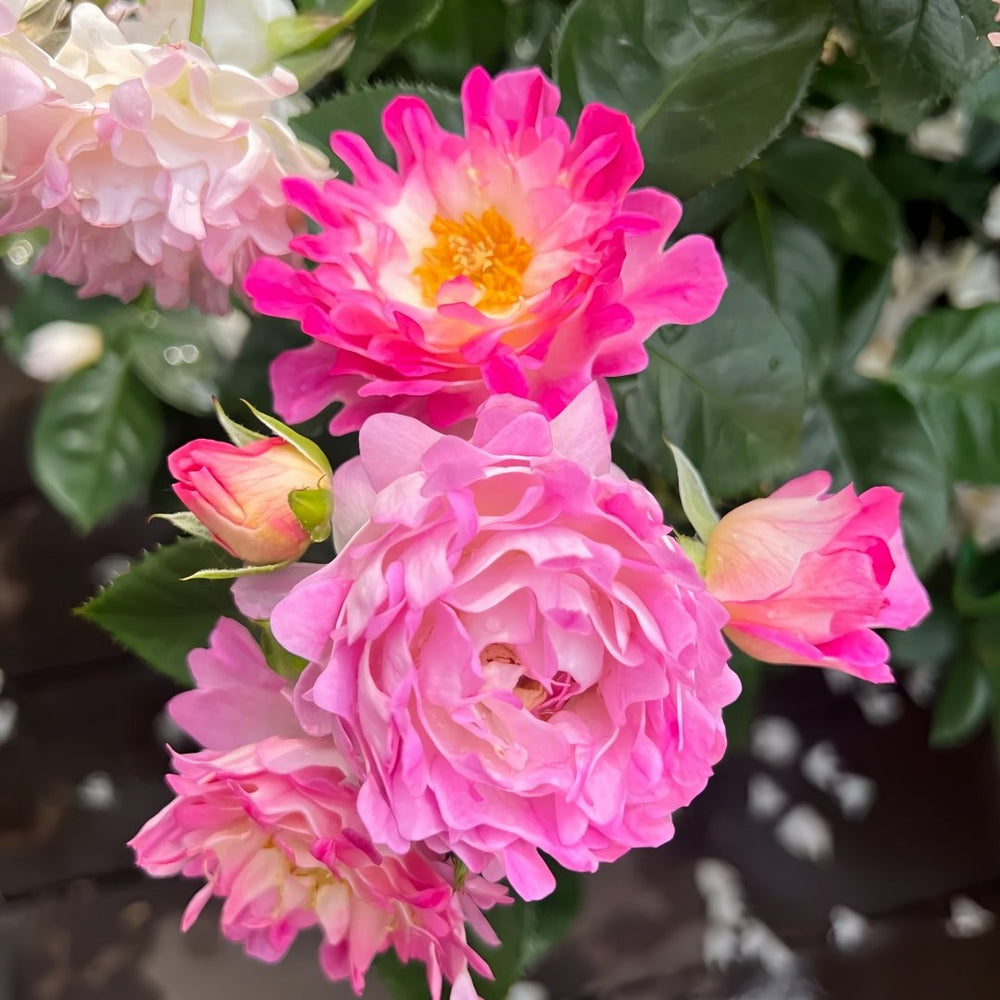 Sea Anemone Rose Plant | 海葵 image 5