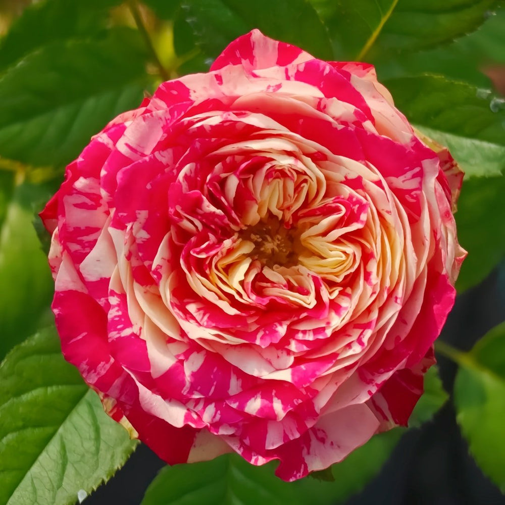 Party Ranuncula Rose Plant|狂欢派对 image 4