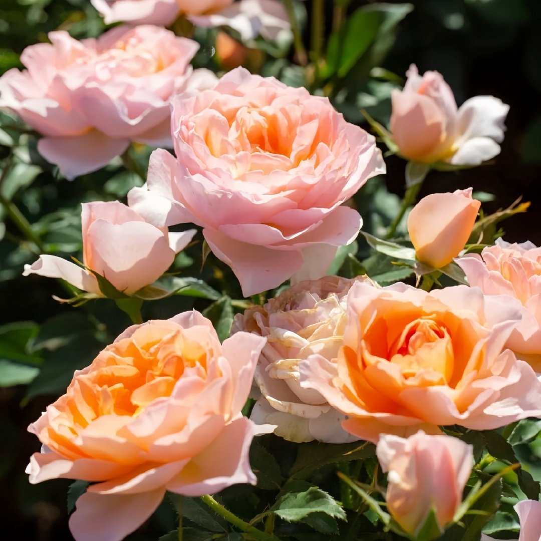 XingRang Rose Plant | 杏让 image 8