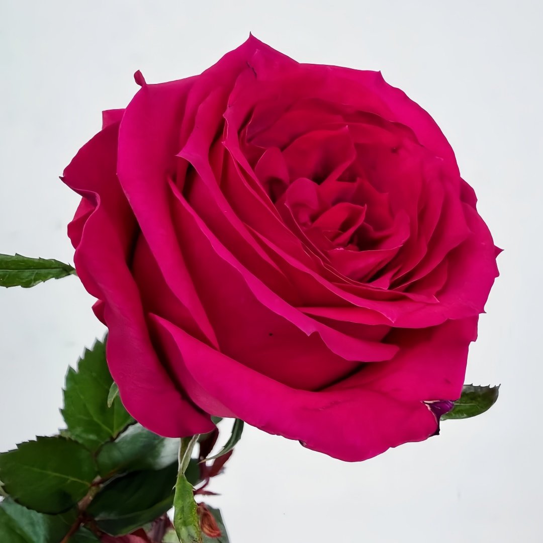 Good Vibes Rose Plant|好感觉/氛围感 image 2