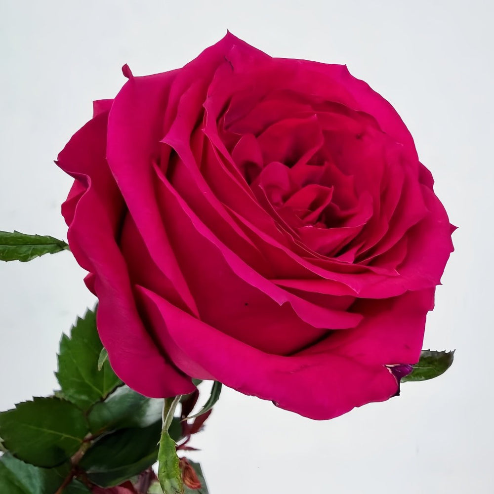 Good Vibes Rose Plant|好感觉/氛围感 image 2