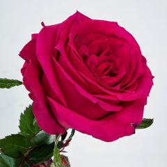 Good Vibes Rose Plant|好感觉/氛围感 image 2
