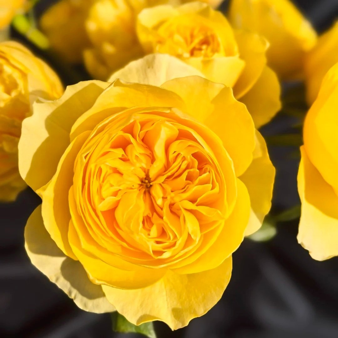 Jeanne d’Arc Rose Plant｜圣女贞德 image 7