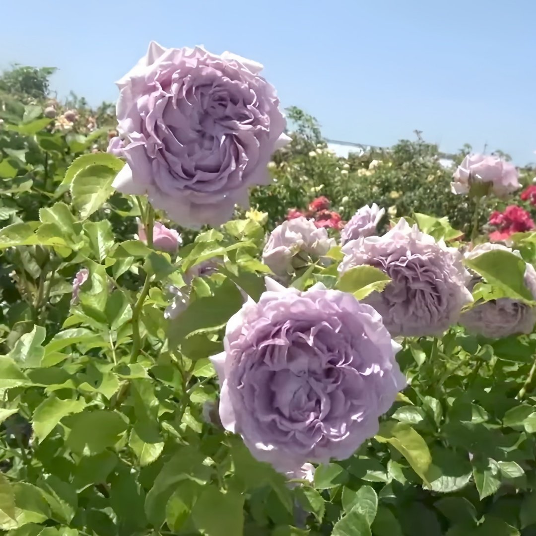 Lilienthal Rose Plant｜李林塔尔 image 4