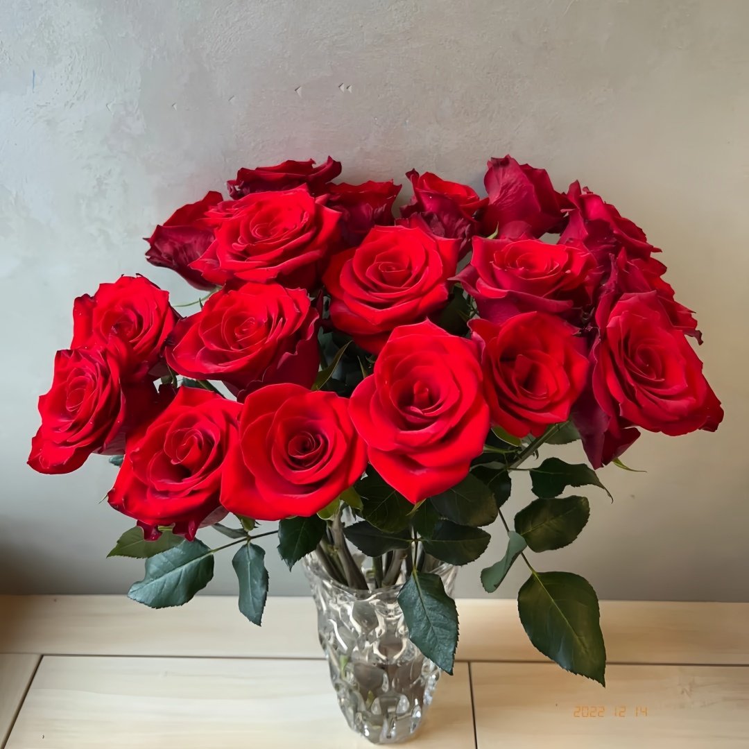 Vulcan Rose Plant｜火神 image 6