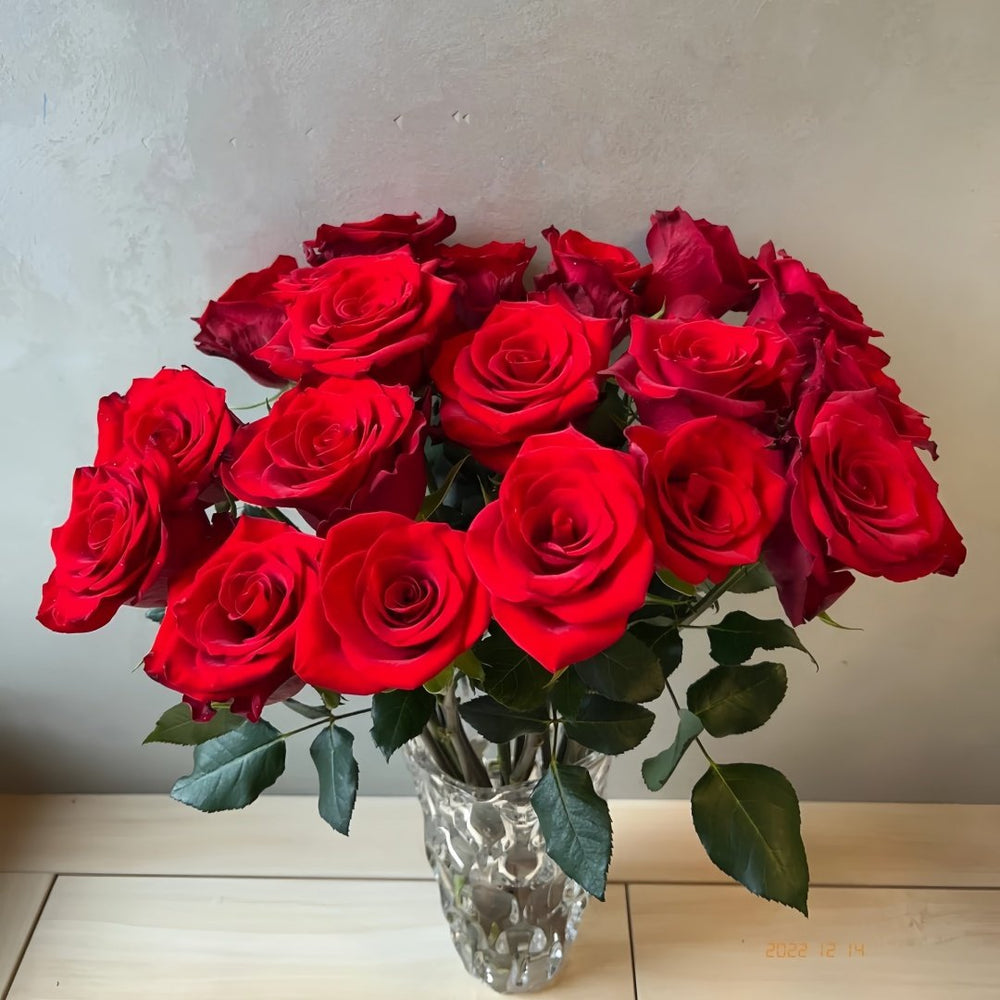 Vulcan Rose Plant｜火神 image 6