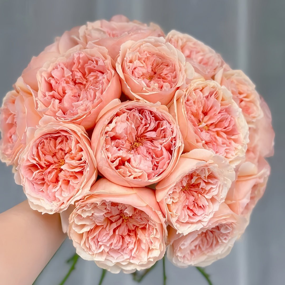 Salmanasar Rose Plant|萨尔曼莎 image 2