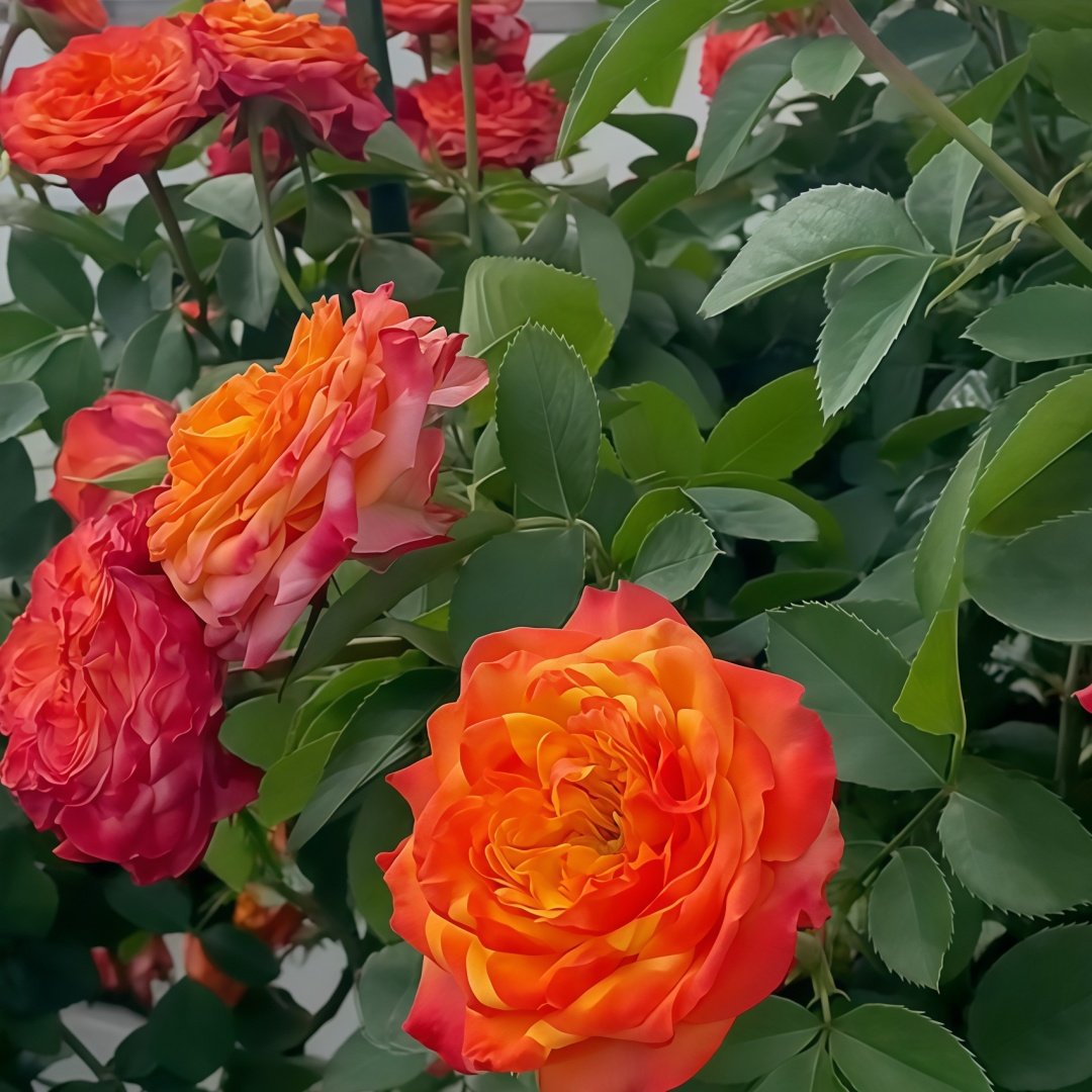 Acapulco Rose Plant｜阿卡普尔科 image 6