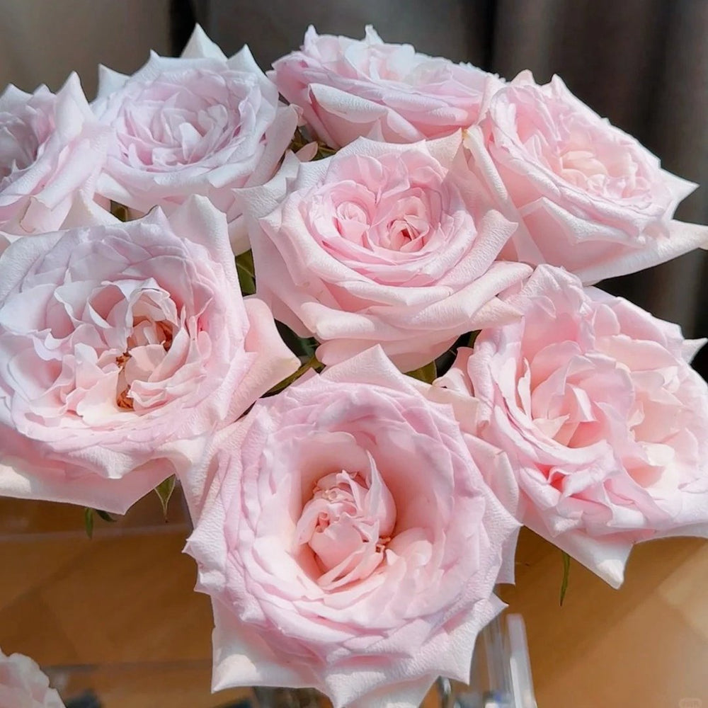Dainty Parfum Rose Plant|丹蒂香水 image 4