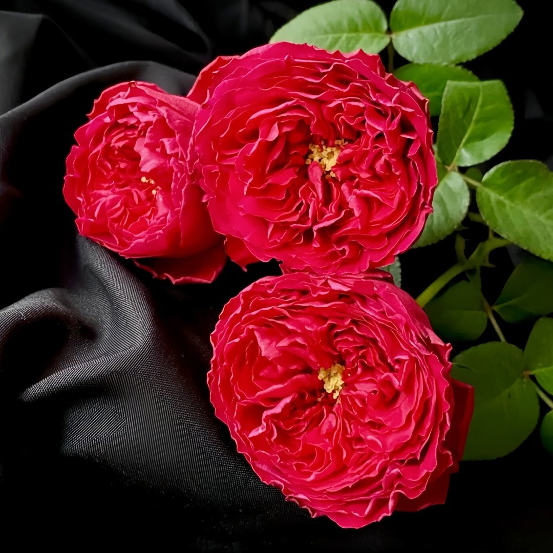 Traviata Rose Plant|茶花女 image 3