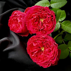 Traviata Rose Plant|茶花女 image 3